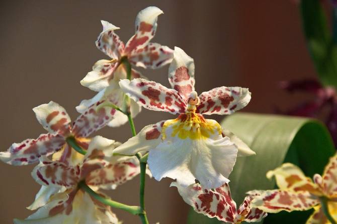 Орхидея камбрия: уход в домашних условиях + фото