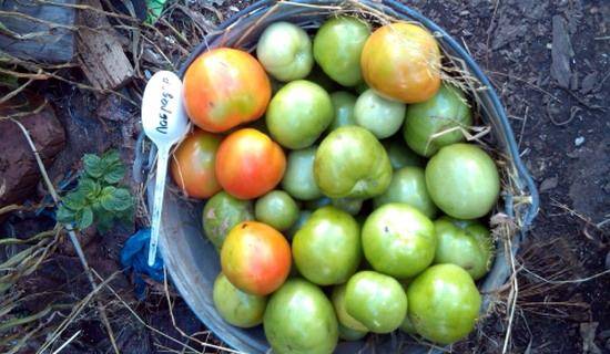 Сорта лабрадор — замечательные по вкусу томаты с ранним сроком созревания