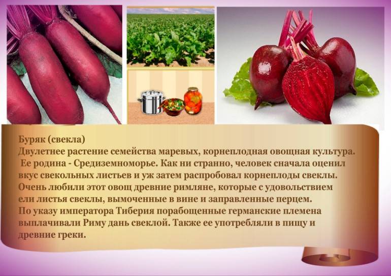 С чем можно сажать морковь: хорошая ли совместимость с укропом, с какими соседями нельзя сеять корнеплод в открытом грунте на одной грядке или между полос? русский фермер