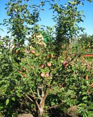 Описание и характеристика отечественного сорта яблони беркутовское