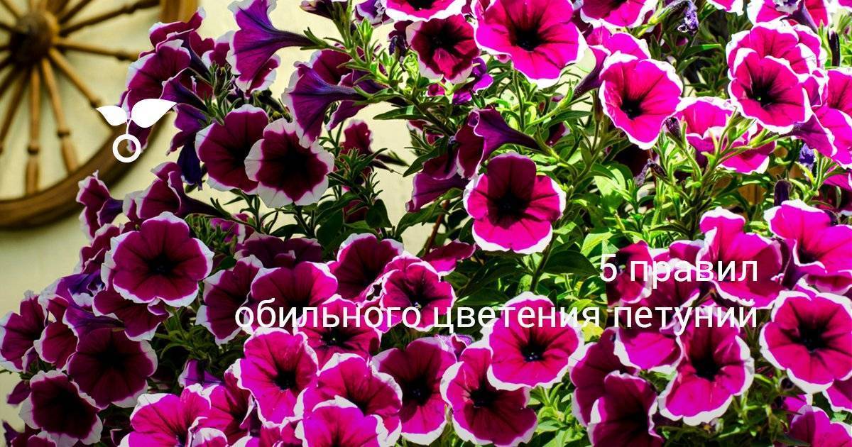 Прищипка петунии: 5 правил, чтобы вырастить пышно цветущее растение