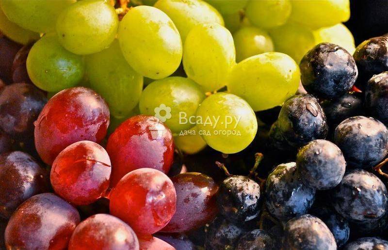 Виноград: польза и вред для организма женщины и мужчины | пища это лекарство