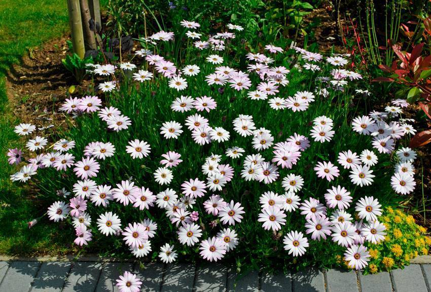 Цветок остеоспермум: уход и выращивание из семян в домашних условиях