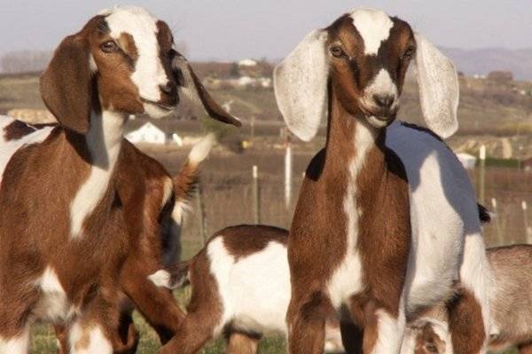 Англо-нубийские козы: описание породы, содержание, разведение и фото
