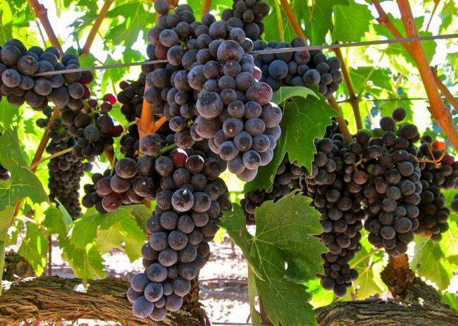 Устойчивый винный сорт — виноград «красень»