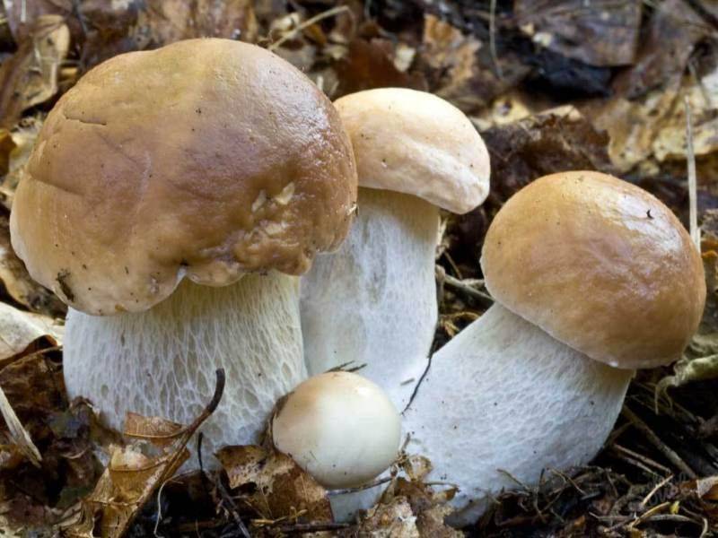 Как вырастить белые грибы в домашних условиях и как выращивать круглый год на подоконнике