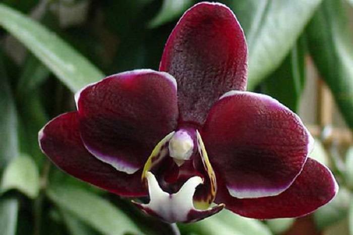 Черная орхидея фаленопсис — описание и виды