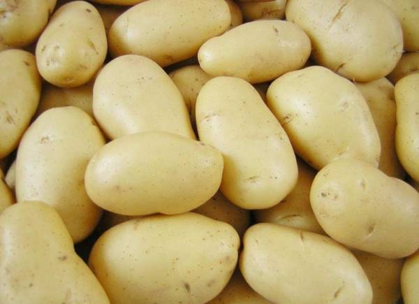 Картофель зекура: характеристика и описание сорта, фото, отзывы