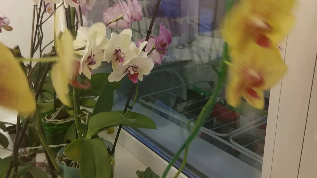 Интересно, какое освещение любят орхидеи: свет или тень? солнце или тень подходит для орхидеи.