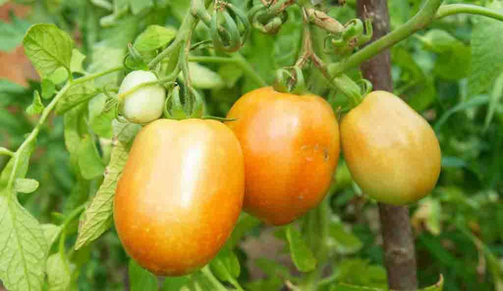 Томат оранжевое чудо - описание сорта, отзывы, урожайность - журнал "совхозик"