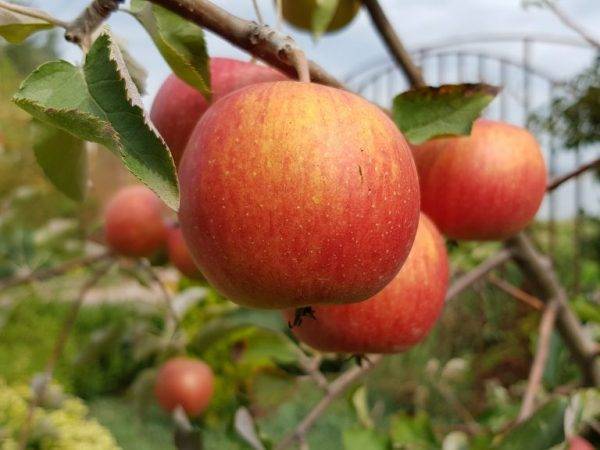 Описание сорта яблони скала: фото яблок, важные характеристики, урожайность с дерева