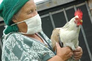Симптомы птичьего гриппа у кур и других птиц, возможное лечение и профилактика куриной чумы