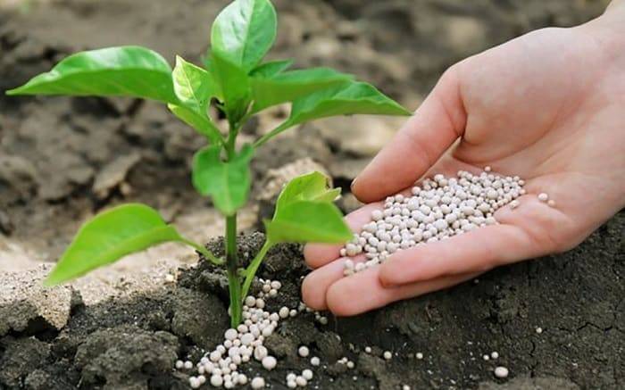 Мочевина (карбамид) – применение удобрения, обработка, подкормка, опрыскивание на огороде