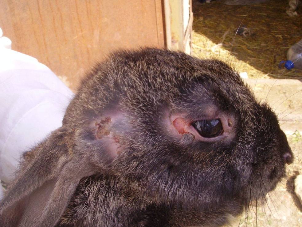 Болезни кроликов: симптомы и лечение - описание основных заболеваний