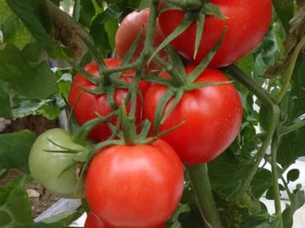 Описание и характеристика помидор благовест – выращивания сорта в открытом грунте и теплице