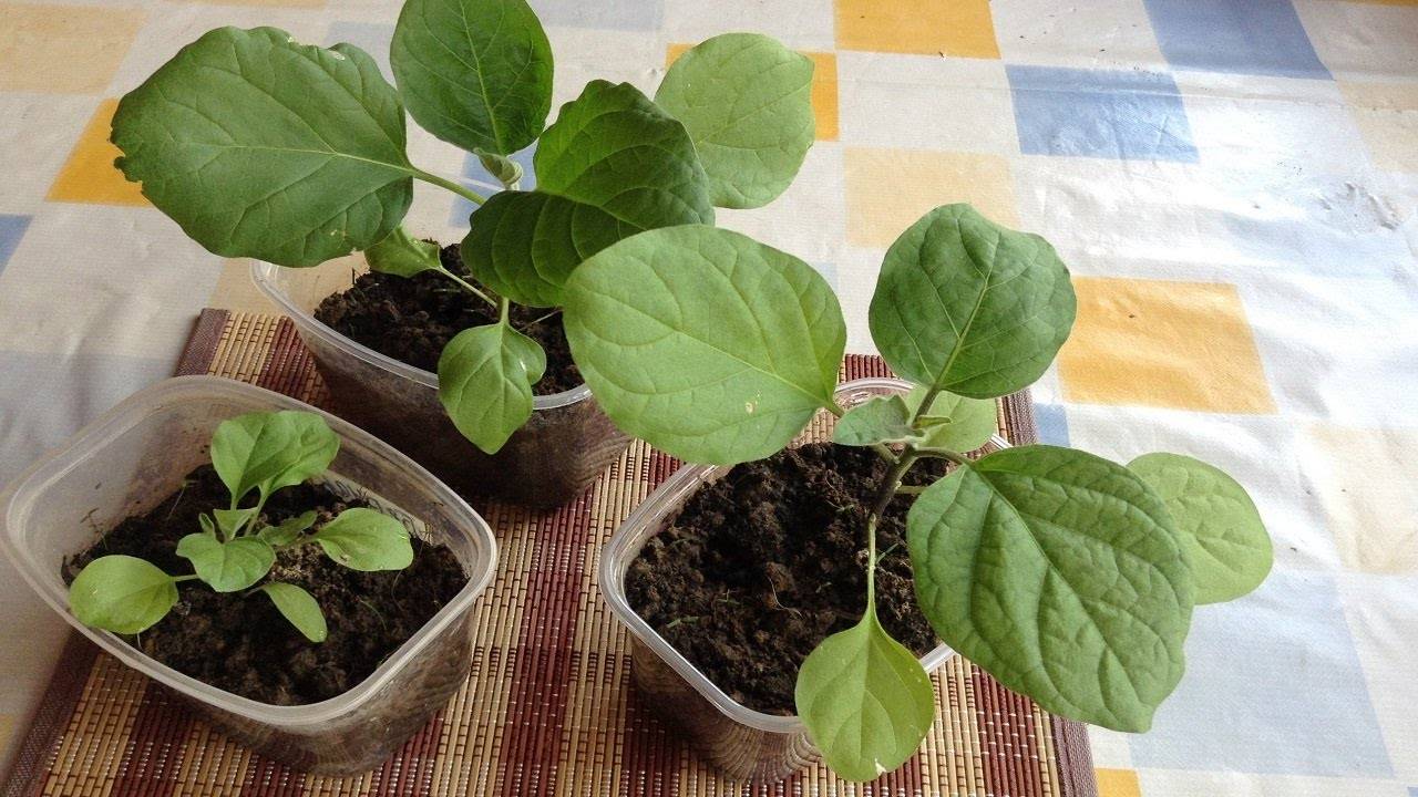 Особенности подготовки семян перца и баклажан к посеву на рассаду: когда и как правильно это делать