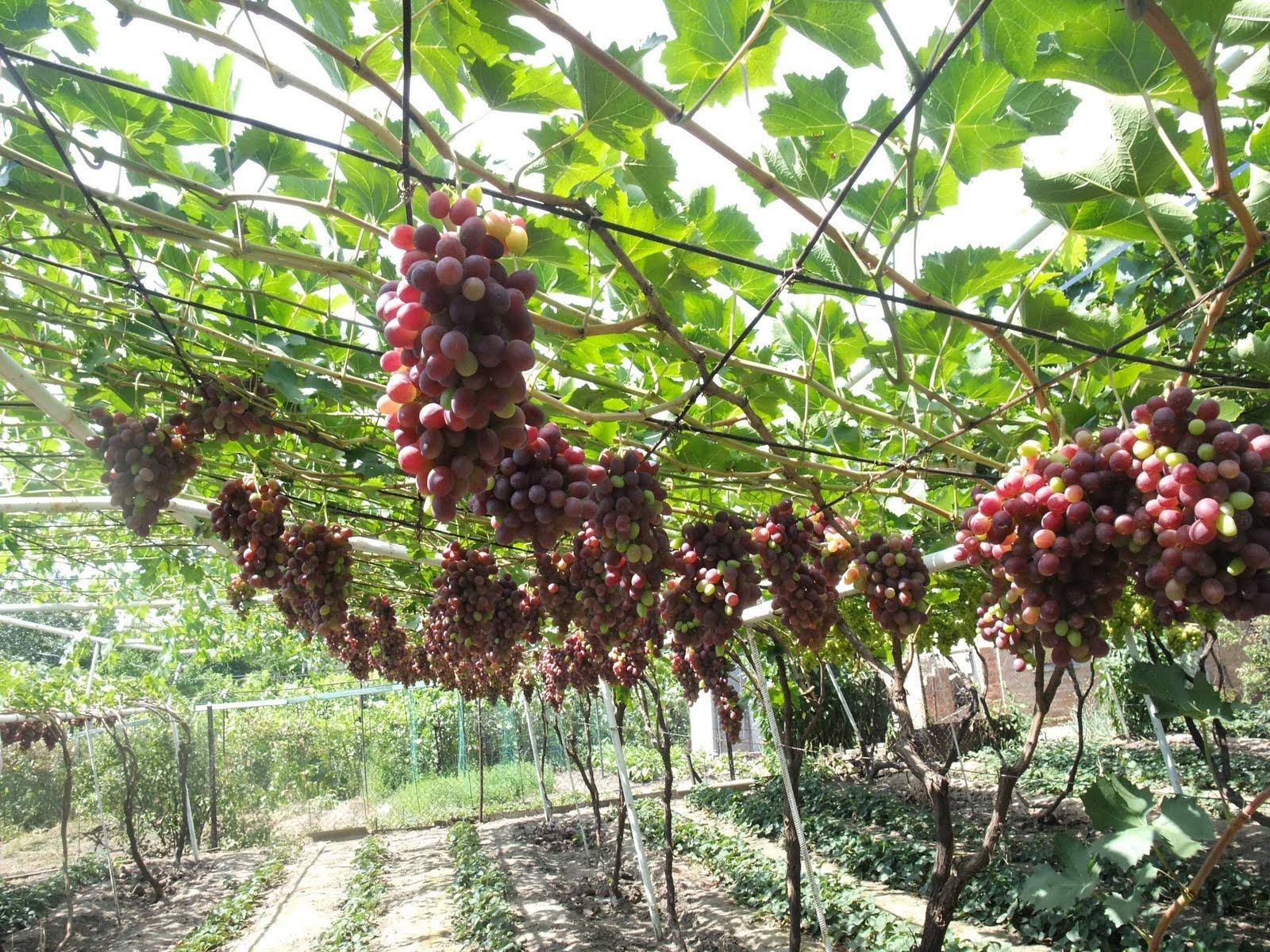 Формирование куста винограда: схемы и формы для начинающих