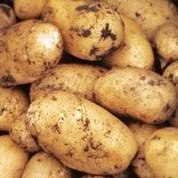 Картофель импала - описание сорта, фото, отзывы