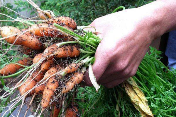 Как прореживать морковь на грядке правильно: инструкция + видео