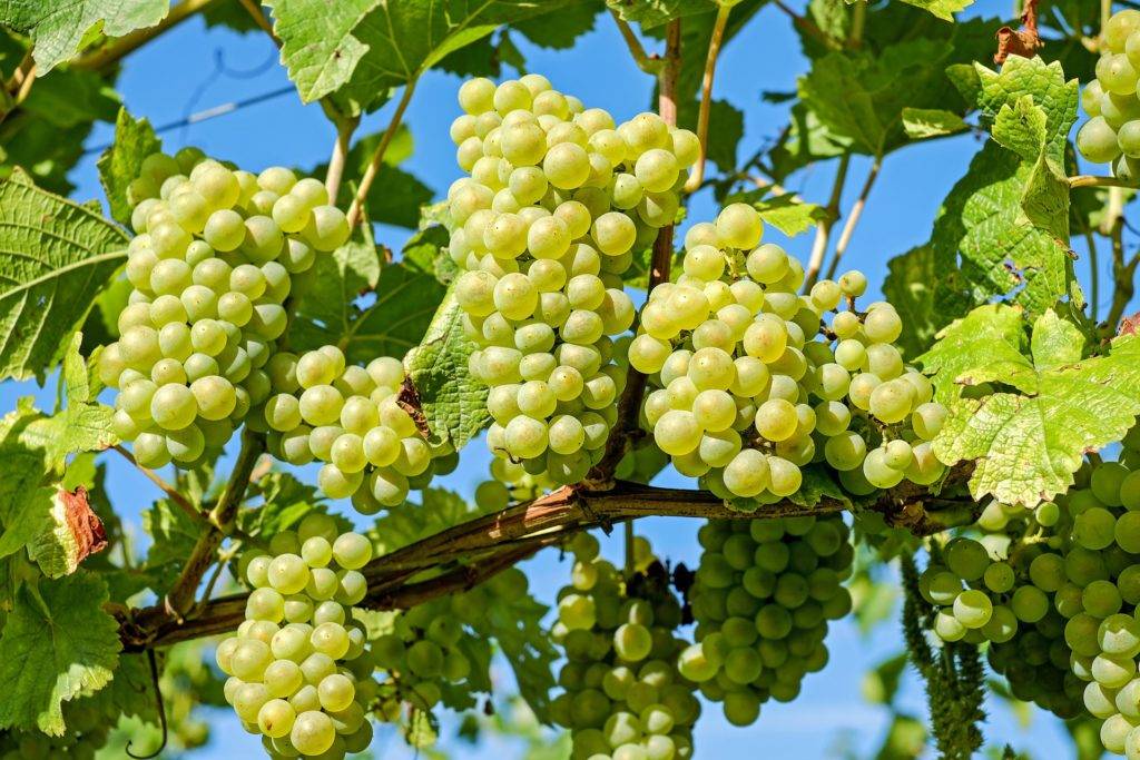 Виноград аркадия: описание сорта, фото, отзывы садоводов, видео
