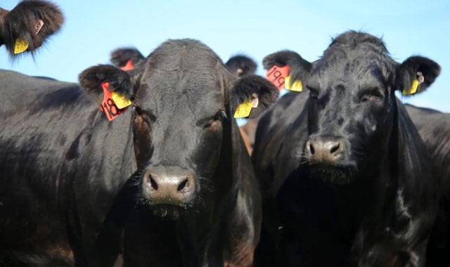Глисты у коров и телят — симптомы и лечение, перечень препаратов