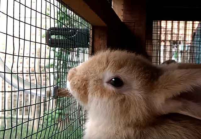 Зимние поилки для кроликов с подогревом: виды и как сделать своими руками