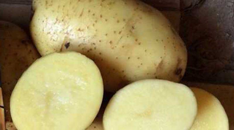 Картофель "бриз": описание сорта, характеристика, фото, отзывы