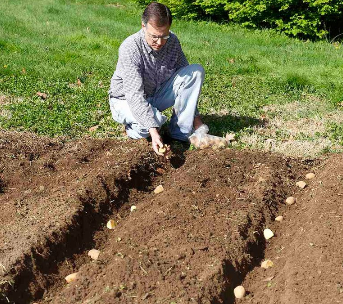 Как подготовить картофель к посадке весной: все этапы подготовки картошки, когда доставать на проращивание