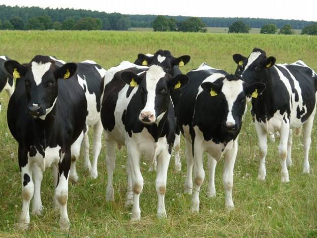 Холмогорская порода коров — общее описание породы, характеристики
