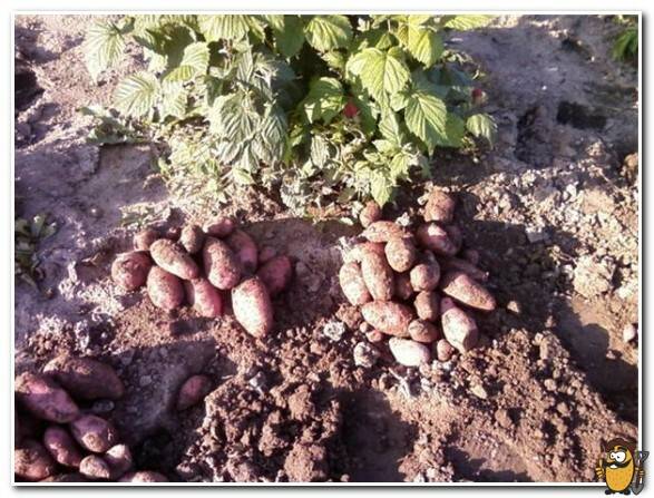 Сорт картофеля «лапоть» – описание и фото