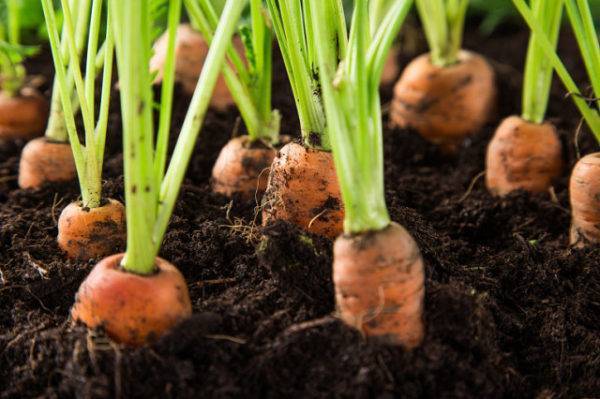 Семена моркови - пошаговая инструкция посева в яичные ячейки