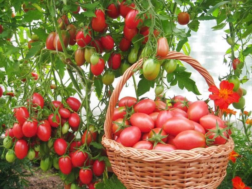 Как выращивать помидоры в теплице зимой и летом > видео + фото выращивания круглый год
