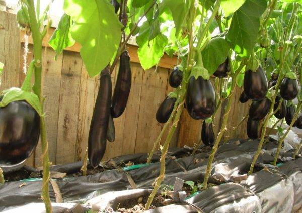Как сажать баклажаны в открытый грунт рассадой: пошаговая инструкция