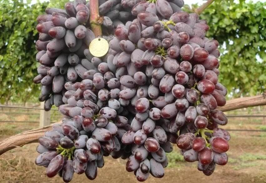 Кишмиш запорожский виноград: описание сорта
