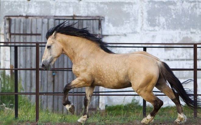 Соловая масть лошади: фото и характеристика
