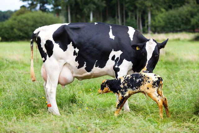 Коррекция биоценоза влагалища глубокостельных коров...
ооо "биотехагро"