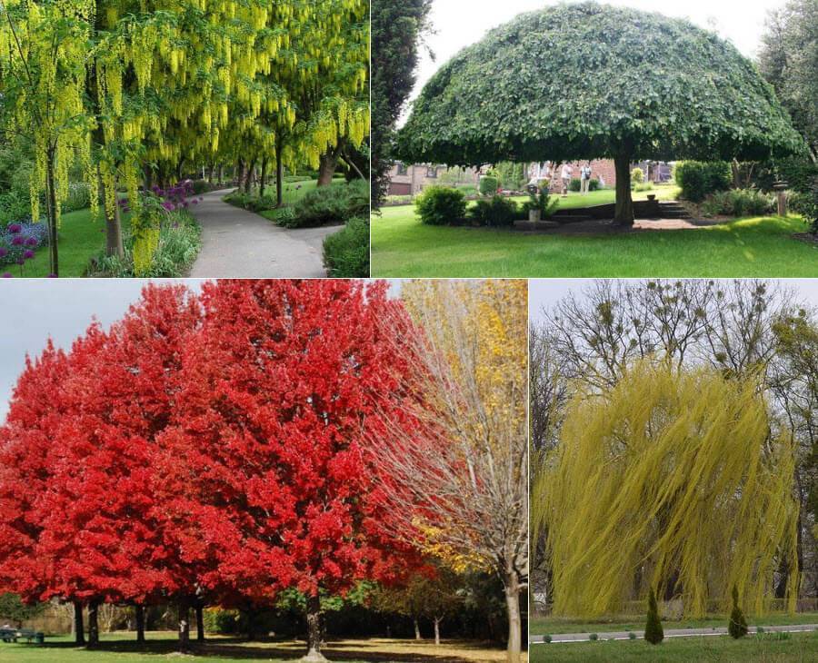 Профессиональный ландшафтный дизайн своими руками: фото с названиями декоративных деревьев для сада