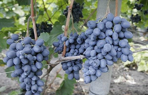 Виноград фуршетный: описание сорта с характеристикой и отзывами, особенности посадки и выращивания, фото