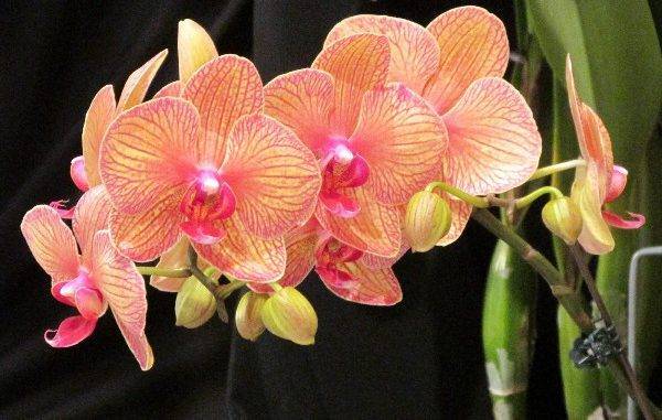 Как посадить орхидею из луковицы из вьетнама и правильный уход за привезенными клубнями с корнями: фото и видео