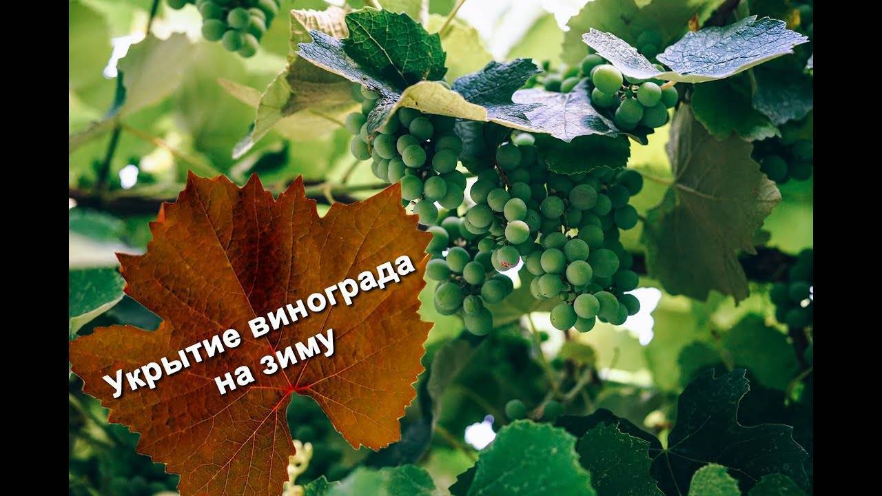 Виноград в сибири: советы начинающим