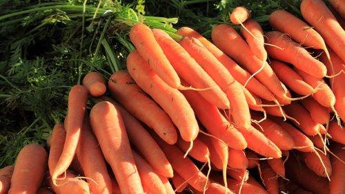 Вредители и болезни моркови: фото, описание, способы лечения, меры борьбы и защита растений