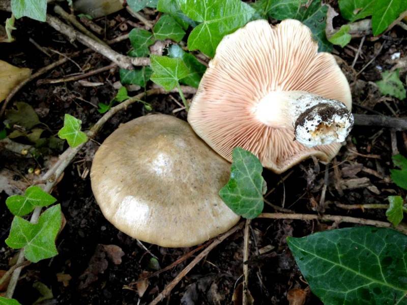 Как выглядит и где растёт гриб подорешник, фото и описание, как правильно готовить, польза и вред