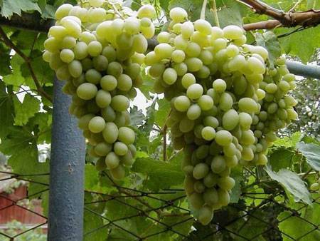 Лучшие сорта винограда для выращивания в подмосковье с описанием, характеристикой и отзывами