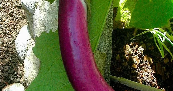 Длинный фиолетовый баклажан: уход и выращивание рассады