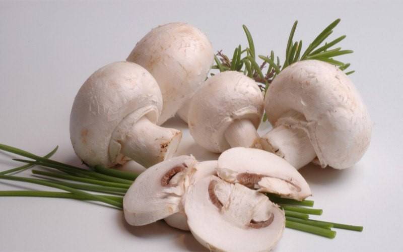 Какие грибы можно есть сырыми. какие грибы сырыми едят. | здоровое питание
