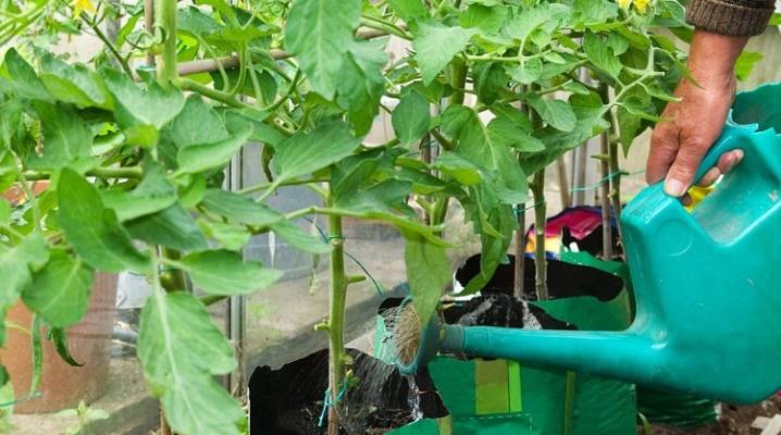 Уход за помидорами в теплице из поликарбоната на даче