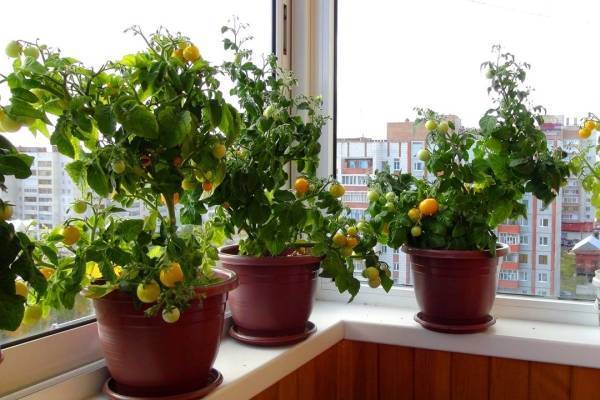 Выращивание помидоров в пластиковых бутылках на балконе: фото и инструкции, как выбрать место, емкость, сорт и грунт, посадить томаты и правильно за ними ухаживать русский фермер