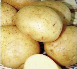 Описание картофеля Триумф