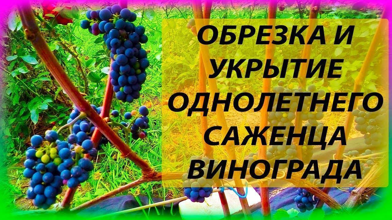 Как укрыть виноград на зиму, в том числе в средней полосе, сибири, подмосковье и других регионах
