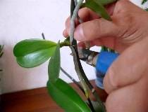 Обрезка цветоноса орхидеи: когда и как правильно срезать, а также будет ли она после этого цвести?